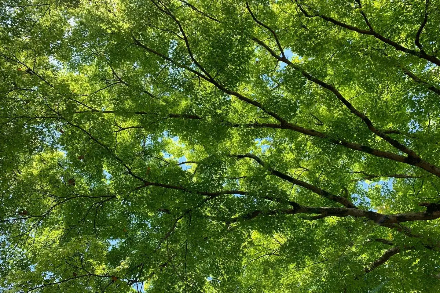 3月：春のお彼岸