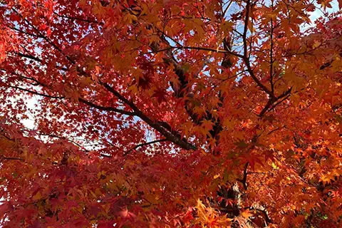9月：秋のお彼岸
